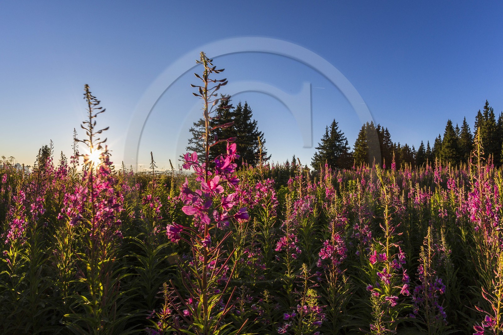 ENS de l'Isère, Plateau de la Molière et du Sornin