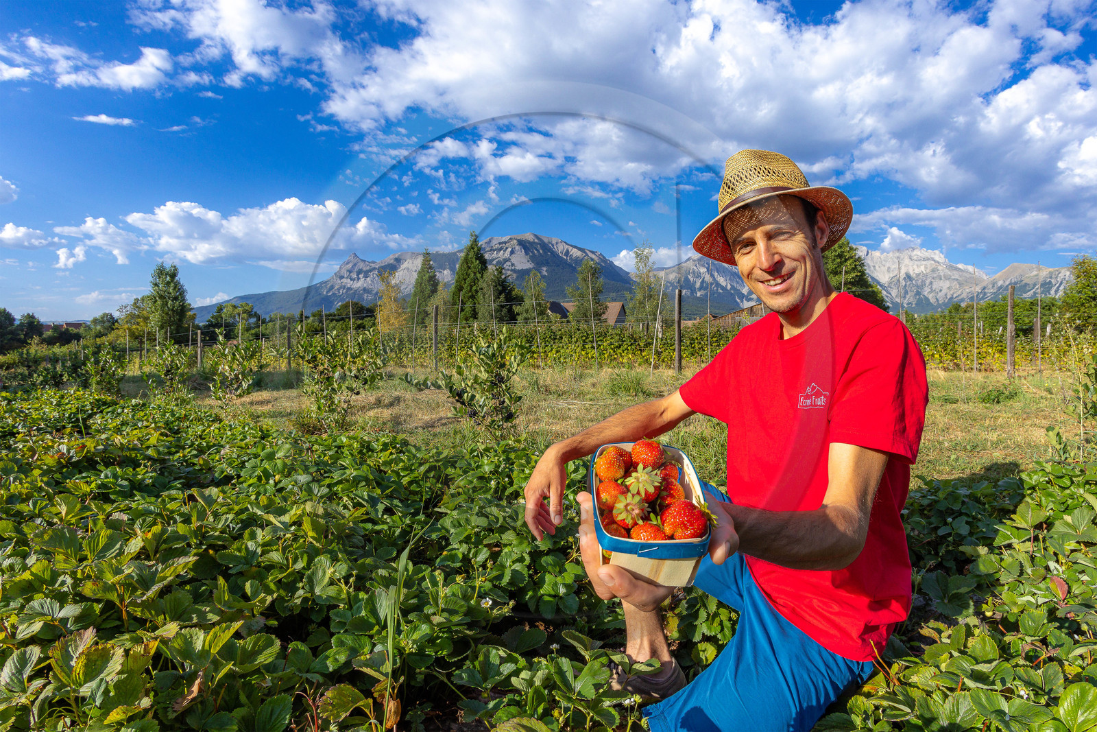 Ecrins de fruits, producteur de fruits rouges