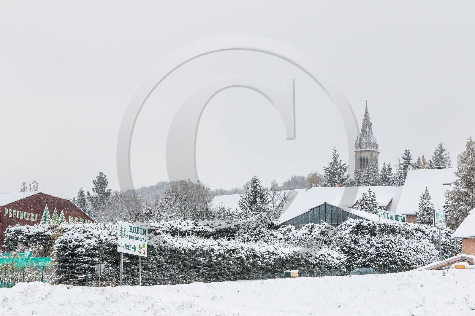 Pépinière Robin, producteur de sapin de Noël