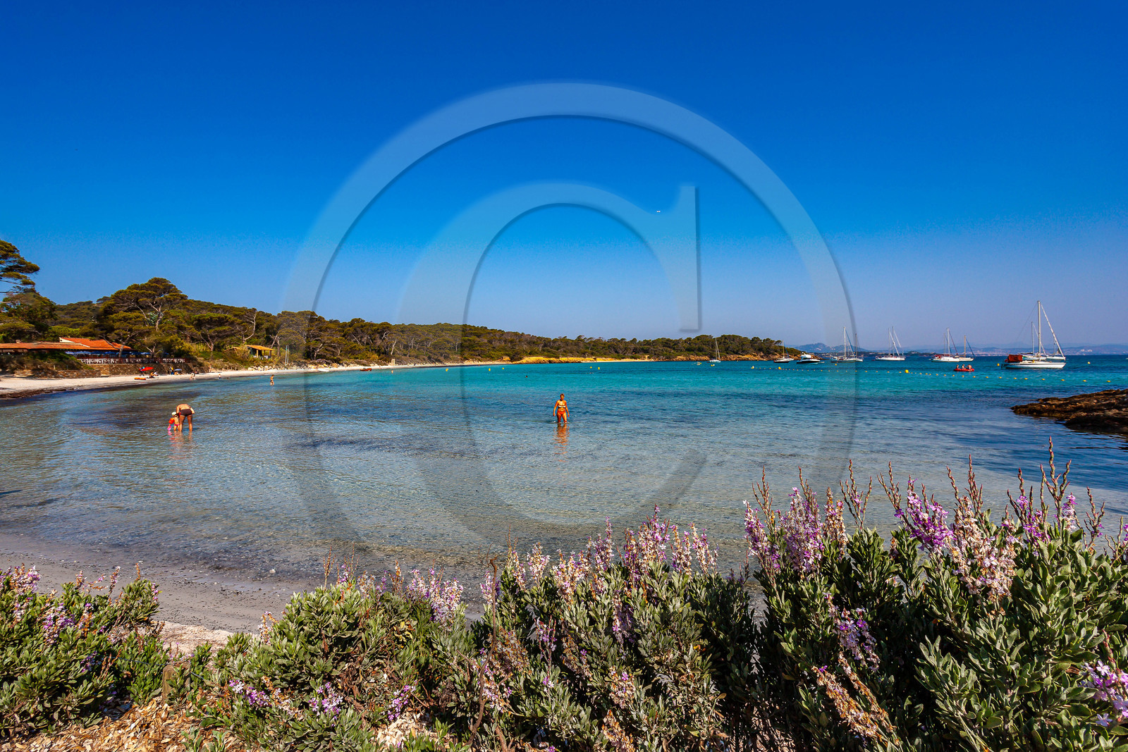 Parc national de Port-Cros, Herbe aux chats, Teucrium marum