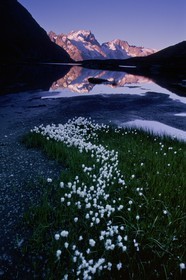 Linaigrettes de Scheuchzer (Eriophorum Scheuchzeri Hoppe) au  Lac du Goléon et la Meije