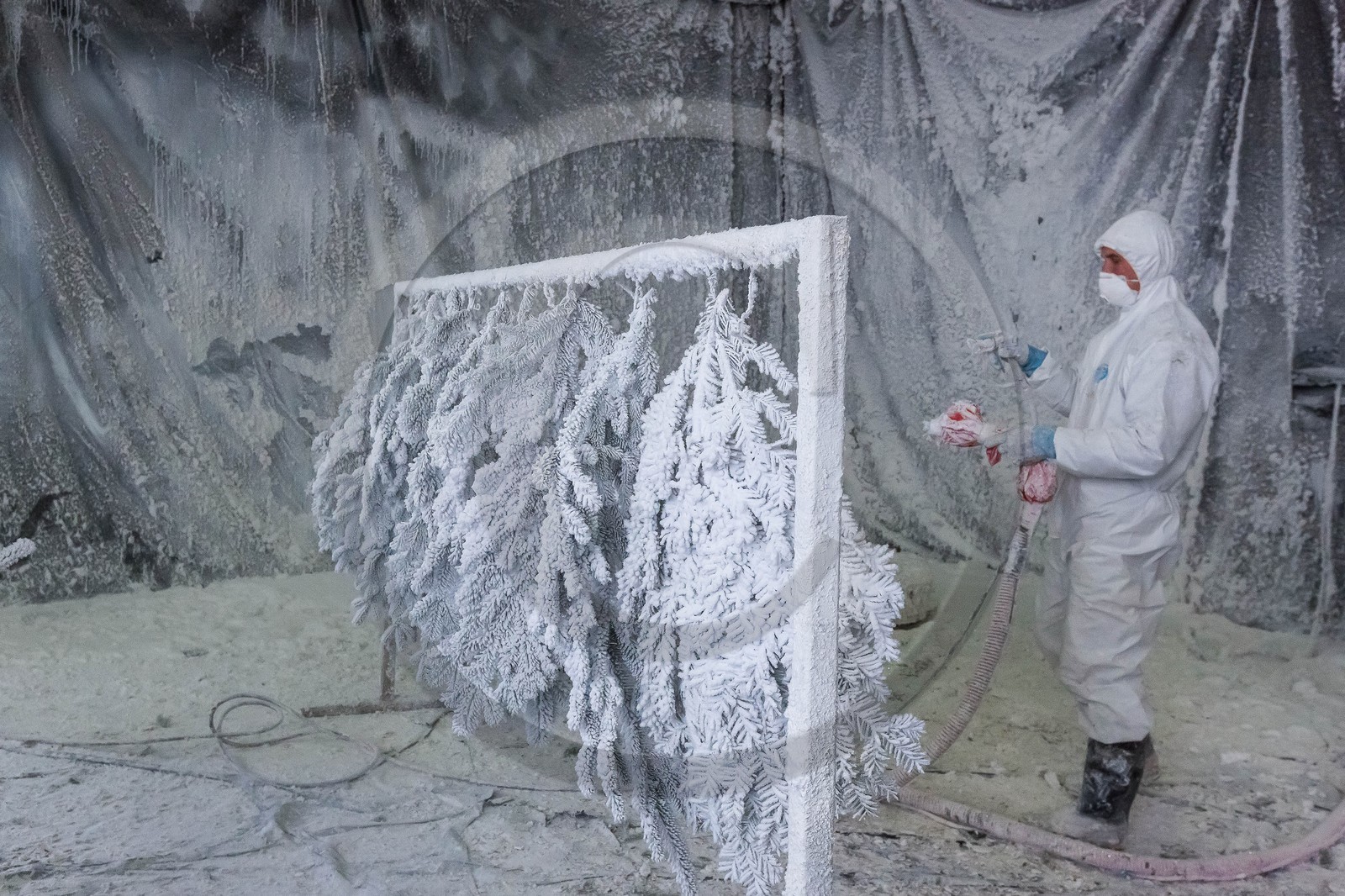 Pépinière Robin, producteur de sapin de Noël