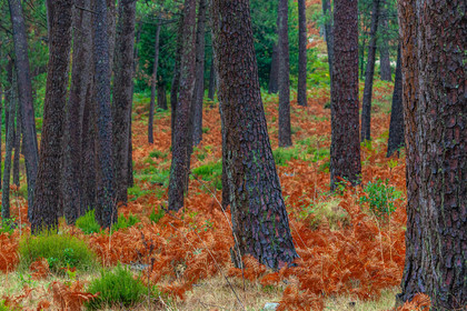 Forêt de l'Ospedale, Pins laricio de Corse
