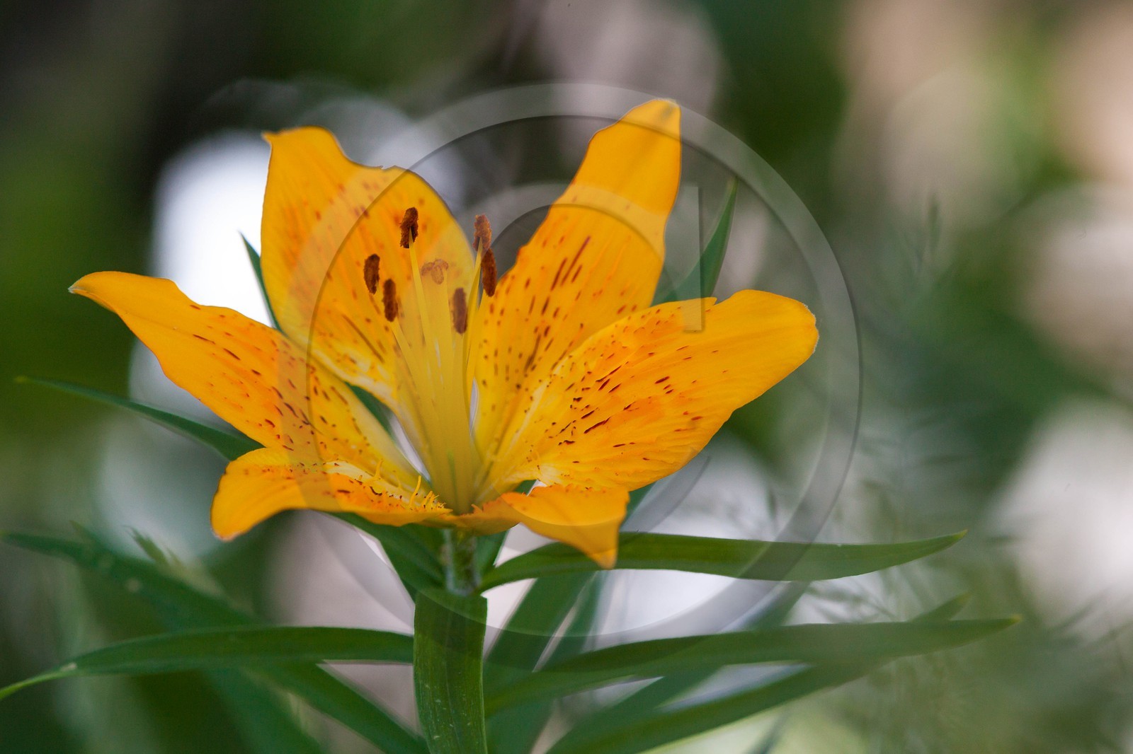 Lis orangé, Lilium bulbiferum subsp. croceum
