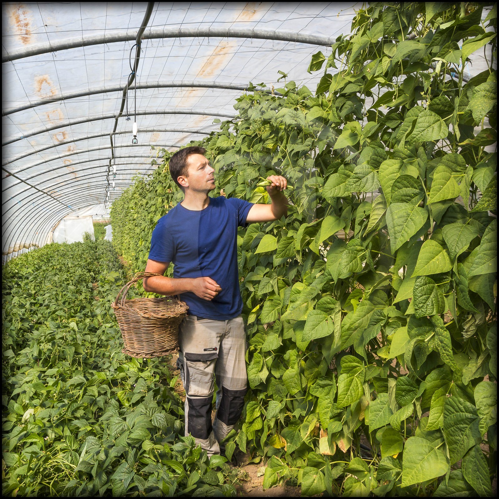 Vallée du Champsaur, Joubert Eric, maraîcher