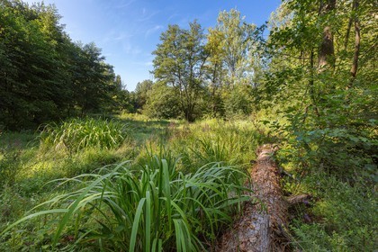 ENS de l'Isère, étang de Mai