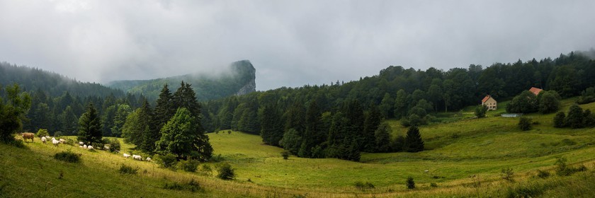 ENS de l'Isère, Les Ecouges, race bovine du Vercors la vilarde