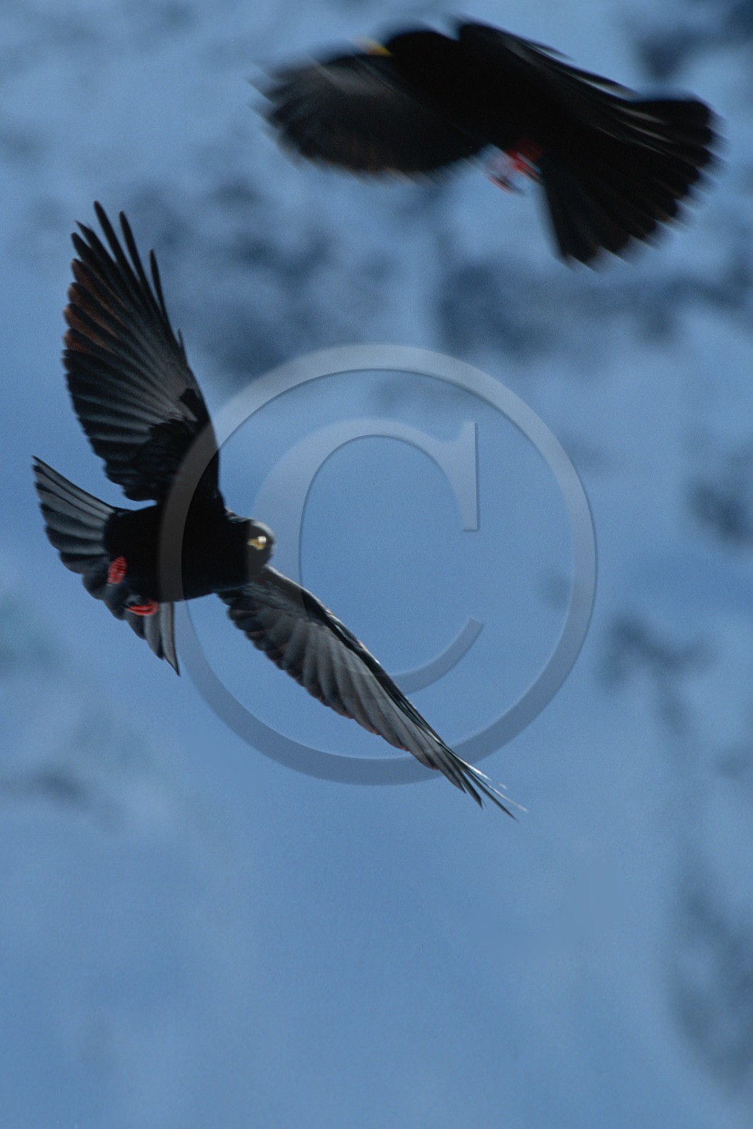 Chocard à bec jaune, Pyrrhocorax graculus