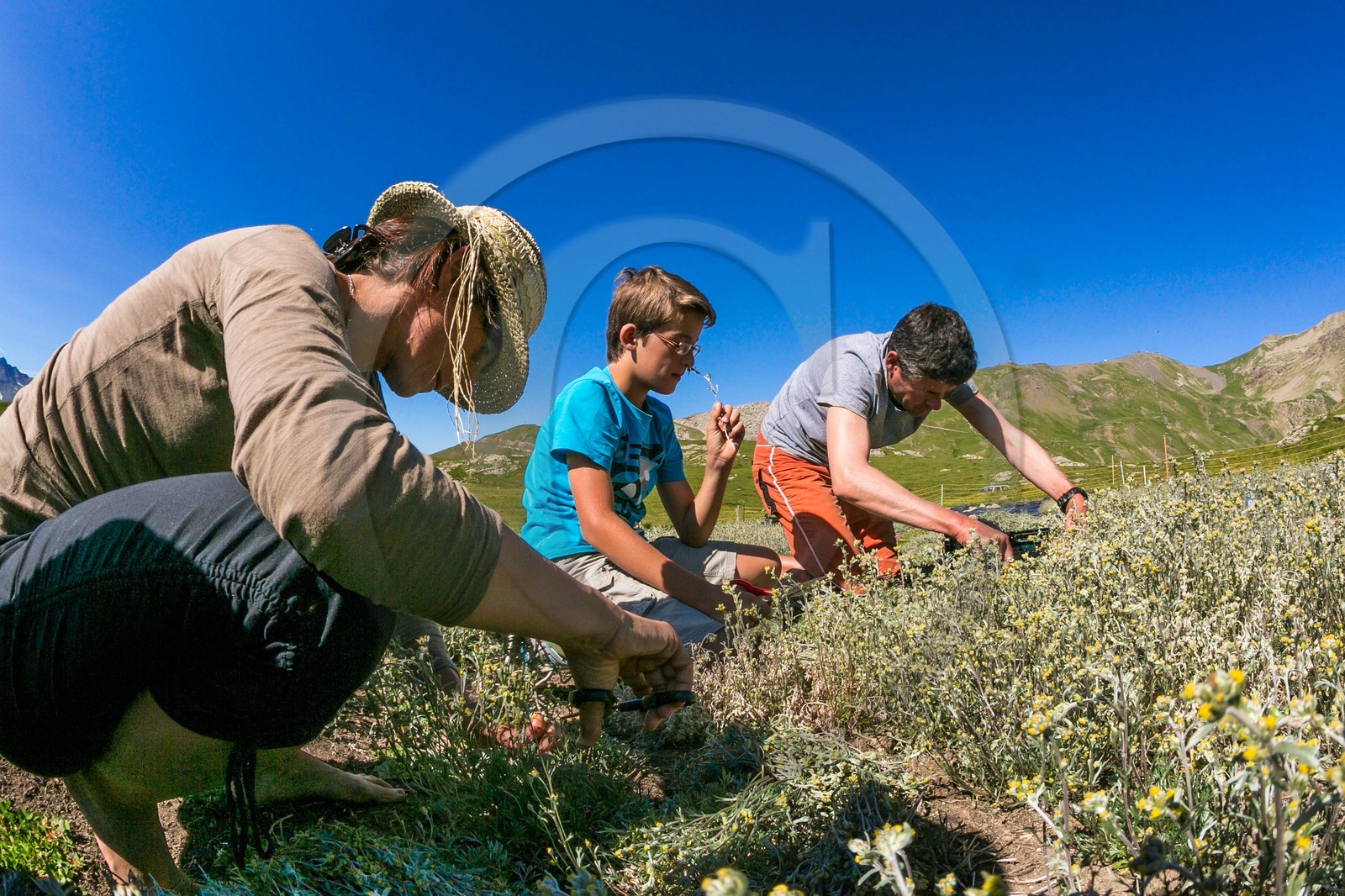 Orcières 1850, Bruno Gonnon agriculteur bio de génépi