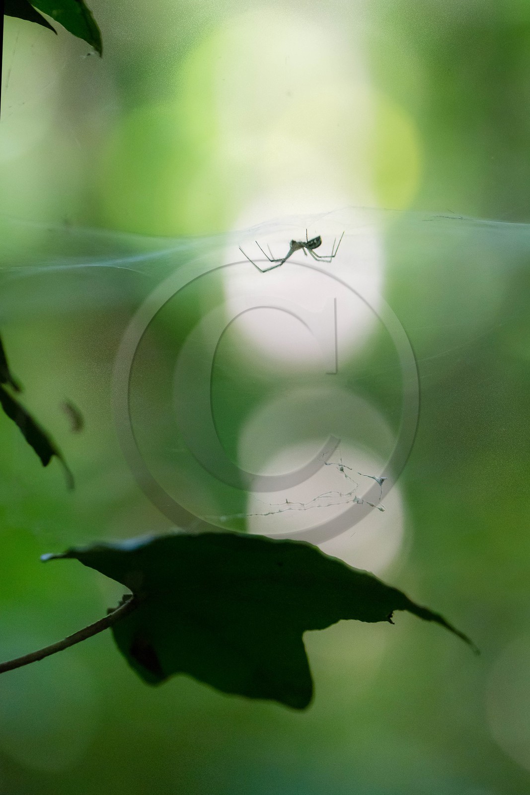 ENS de l'Isère, espace alluvial de la Rolande