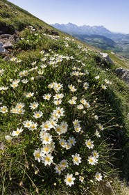 Dryade à huit pétales, Dryas octopetala