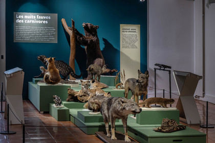 Musée Muséum départemental des Hautes-Alpes, Exposition Nuit