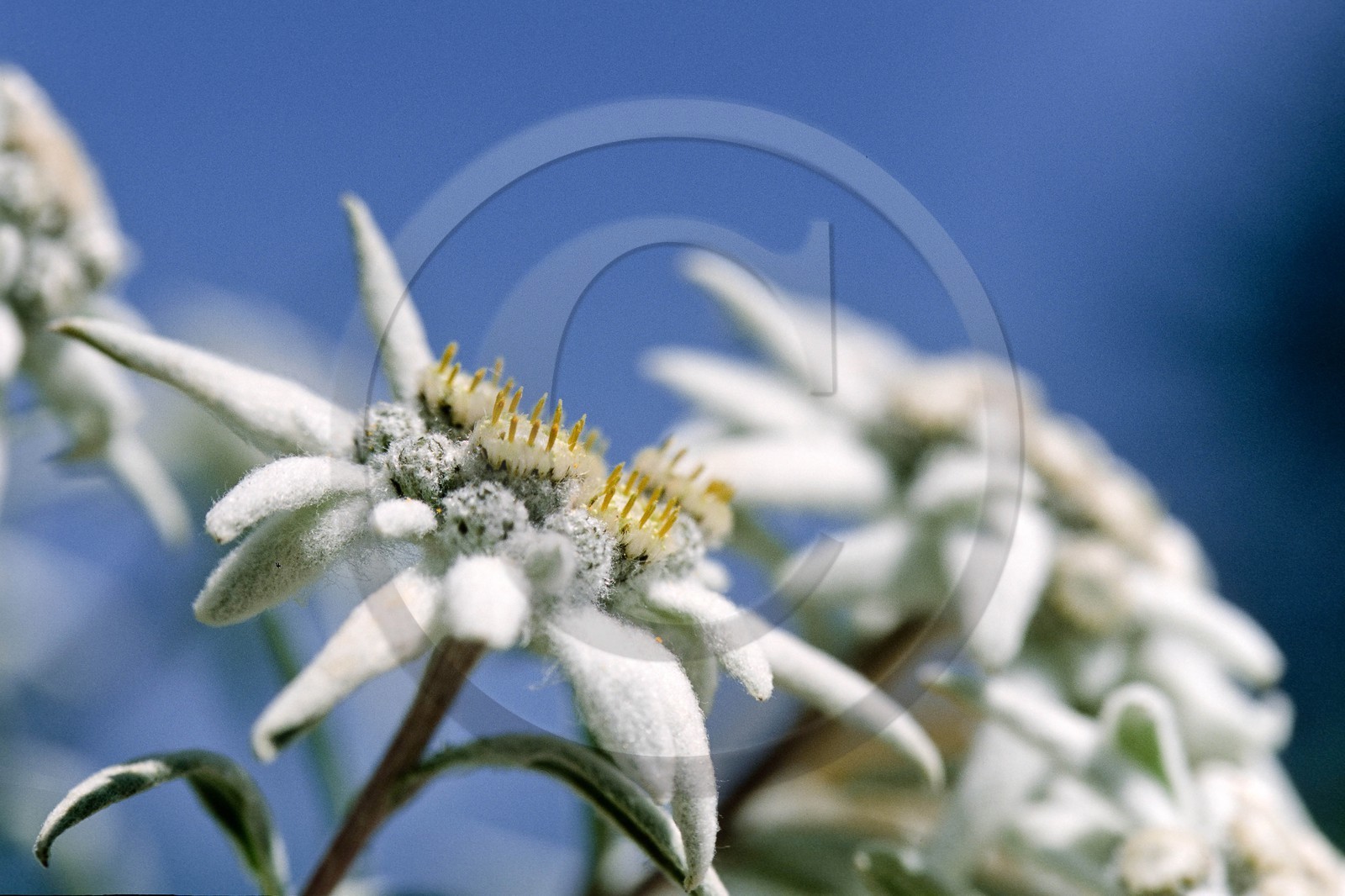 Edelweiss, Leontopodium alpinum