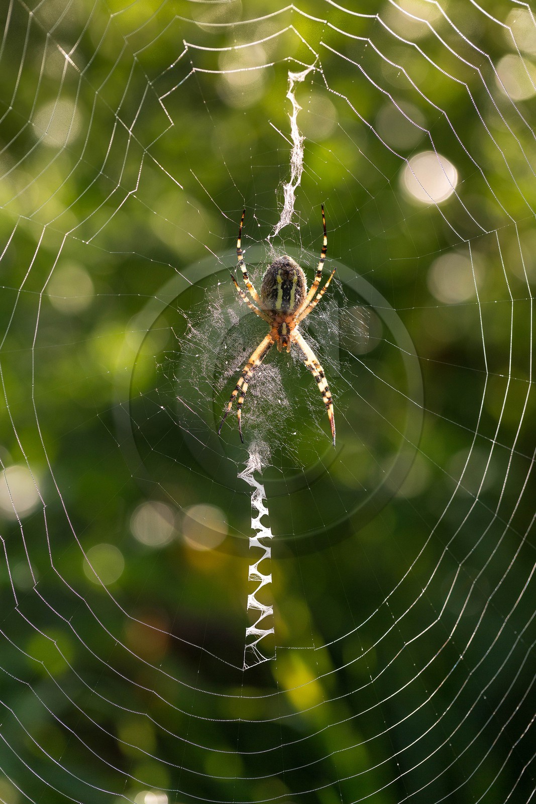ENS de l'Isère, étang de Mai