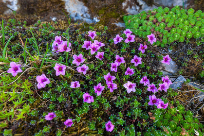 Saxifrage à feuilles opposées