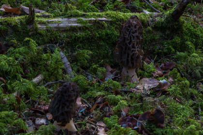Morille, Morchella