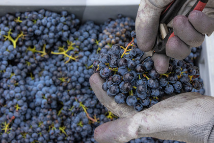 Domaine du Mont Guillaume