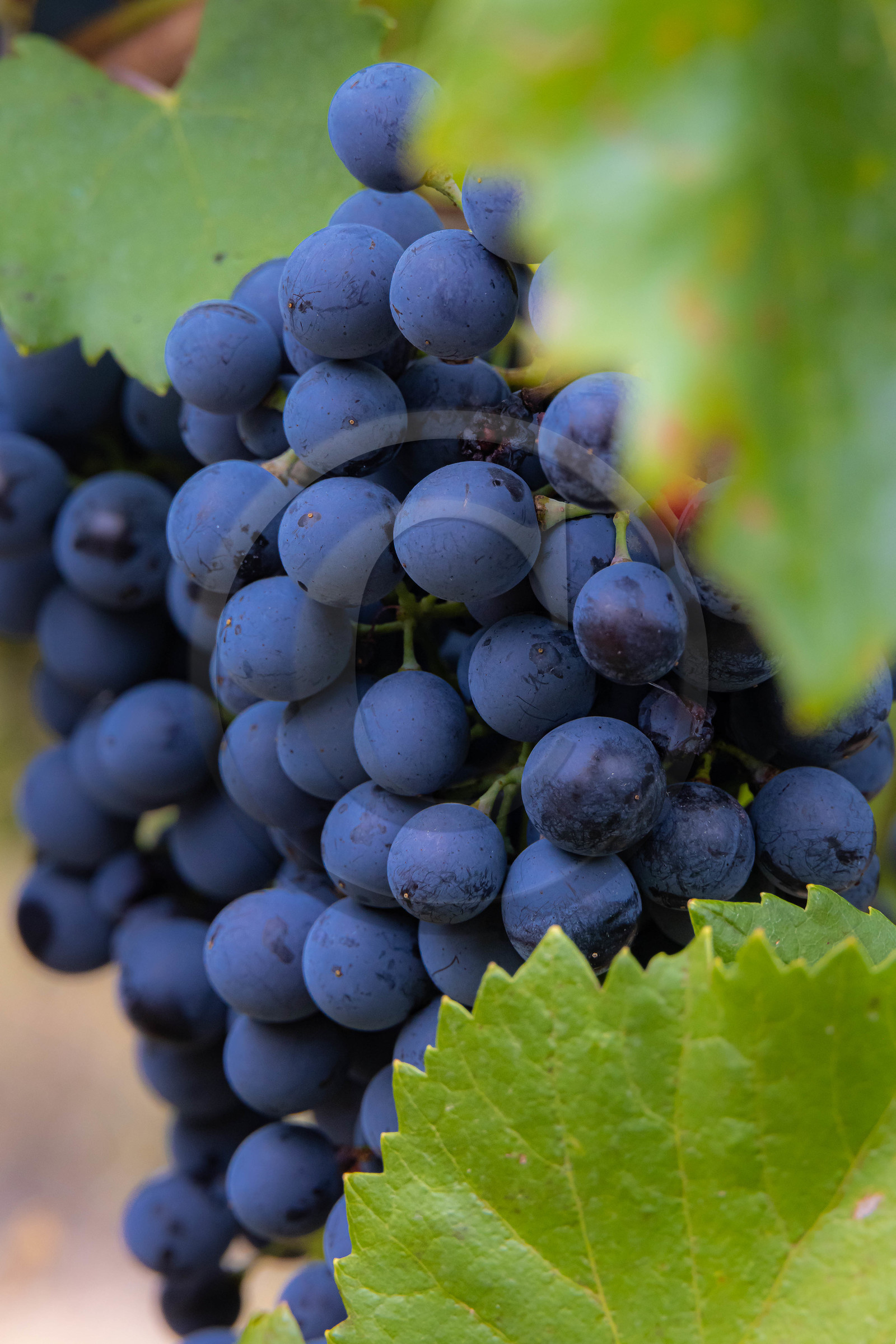 Domaine du Mont Guillaume, cépage le Mollard