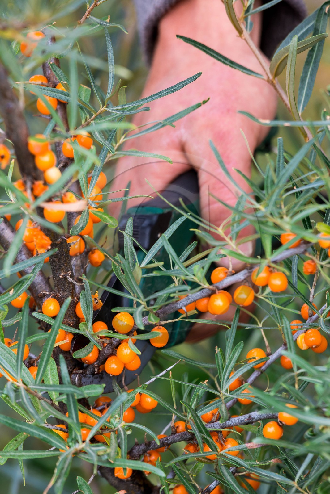 David Viveau agriculteur, producteur de baies d'argousier