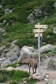 Bouquetin, ou bouquetin des Alpes (Capra ibex)