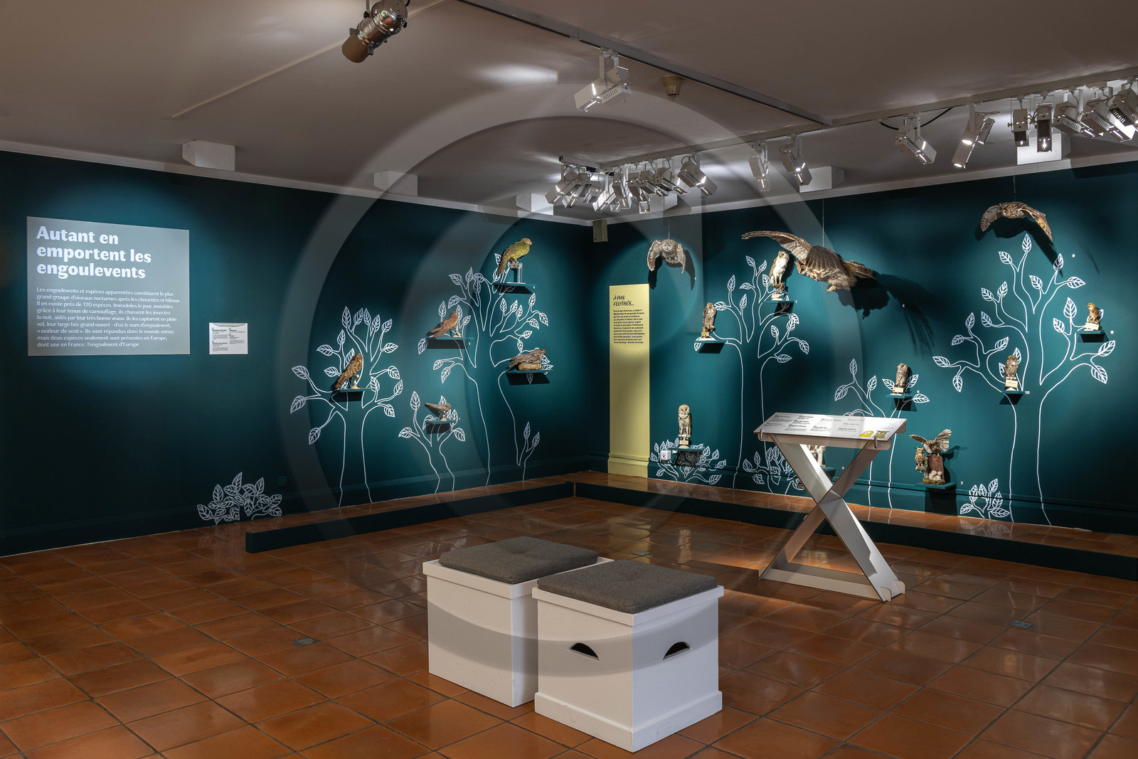 Musée Muséum départemental des Hautes-Alpes, Exposition Nuit