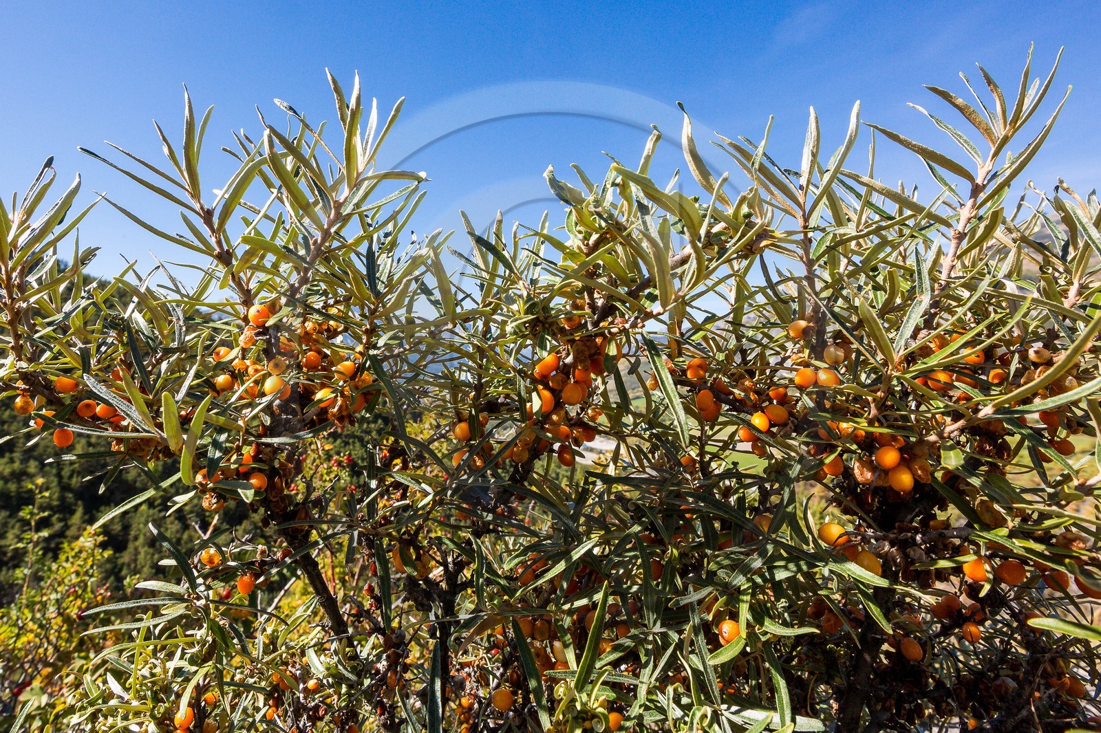 David Viveau agriculteur, producteur de baies d'argousier