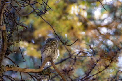 Chevêchette d'Europe, Glaucidium passerinum