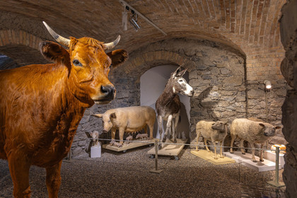 Musée Muséum départemental des Hautes-Alpes, collections d’animaux naturalisés