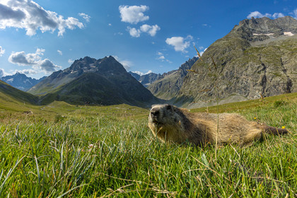 Valfourche, marmotte