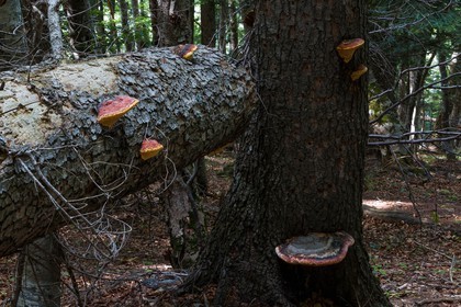 Bois du Chapitre, forêt domaniale de Gap-Chaudun