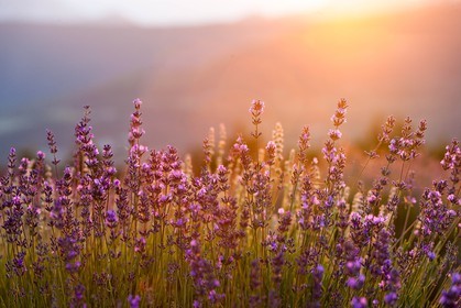 Lavende, Lavendin, Lavandula hybrida