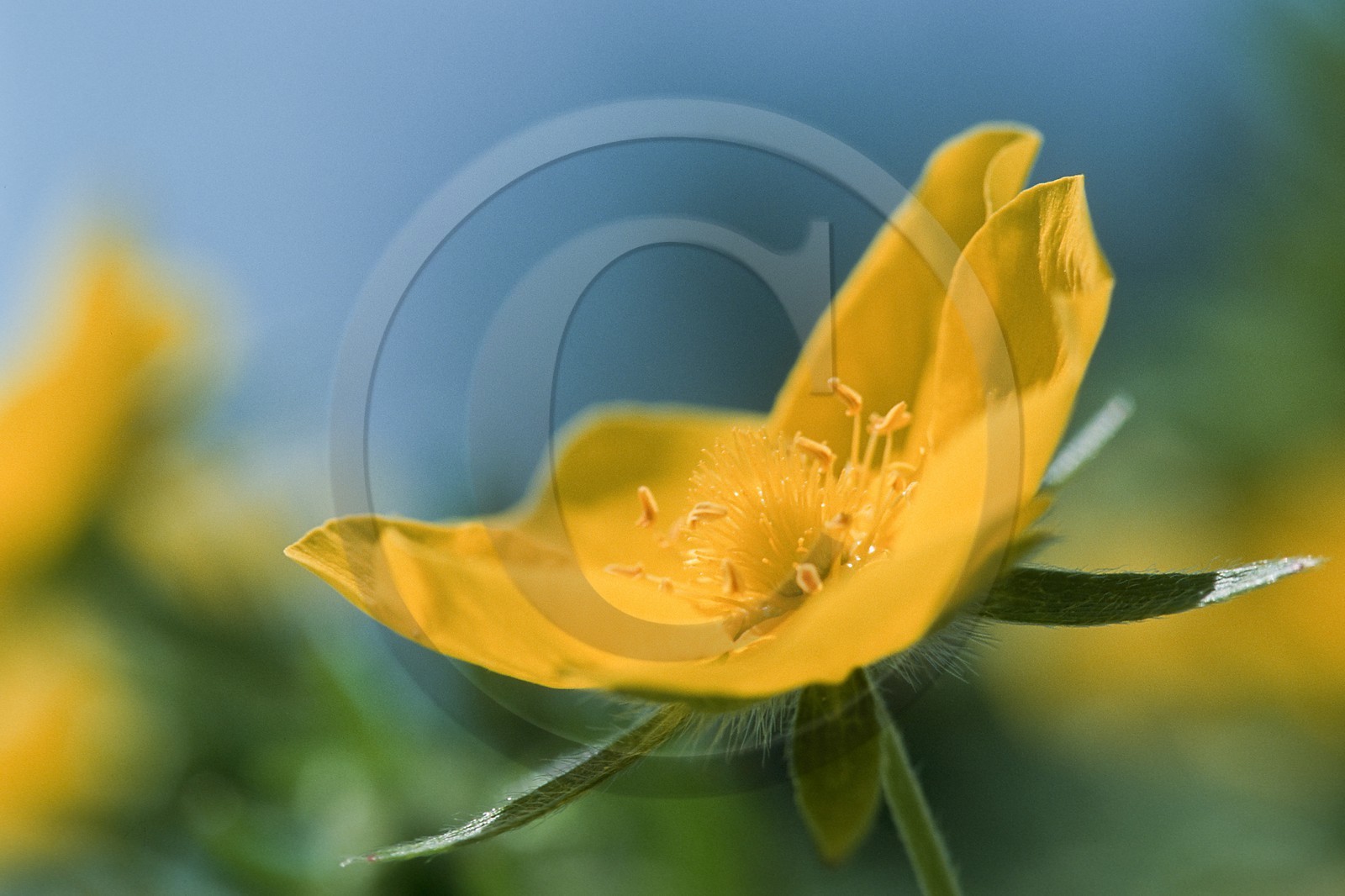 Potentille du Dauphiné, Potentilla delphinensis