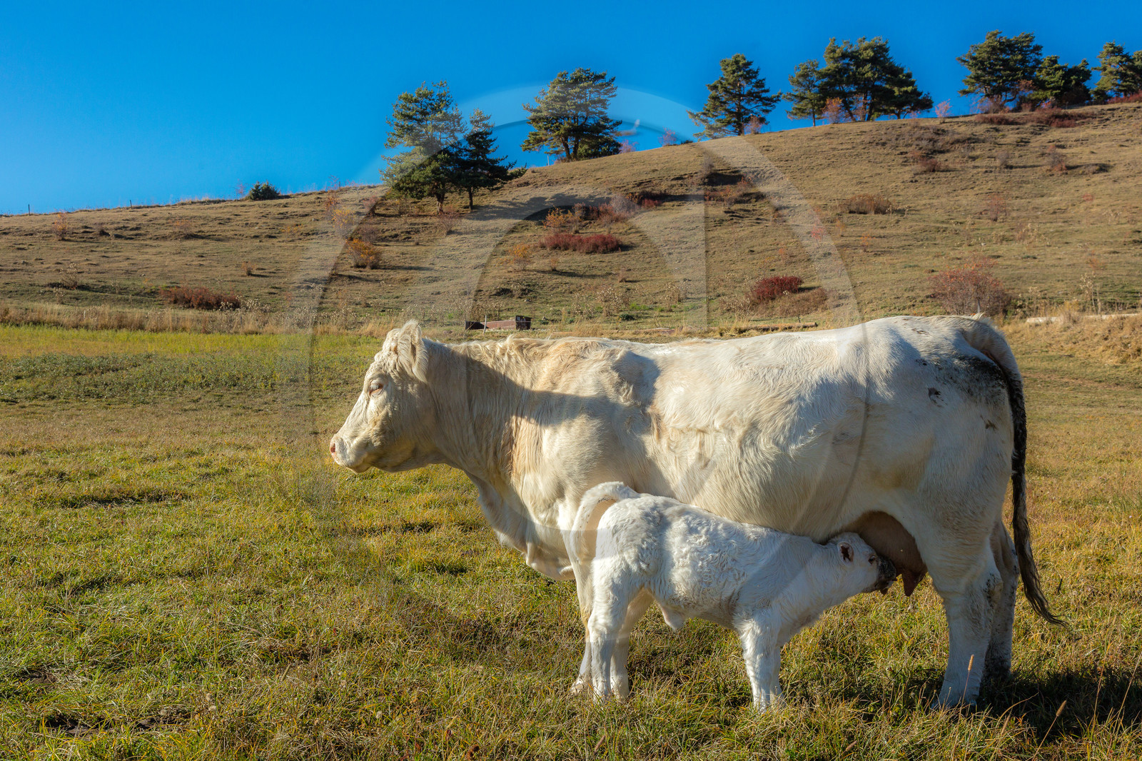 Ferme de Sauron, Laure Marcellin