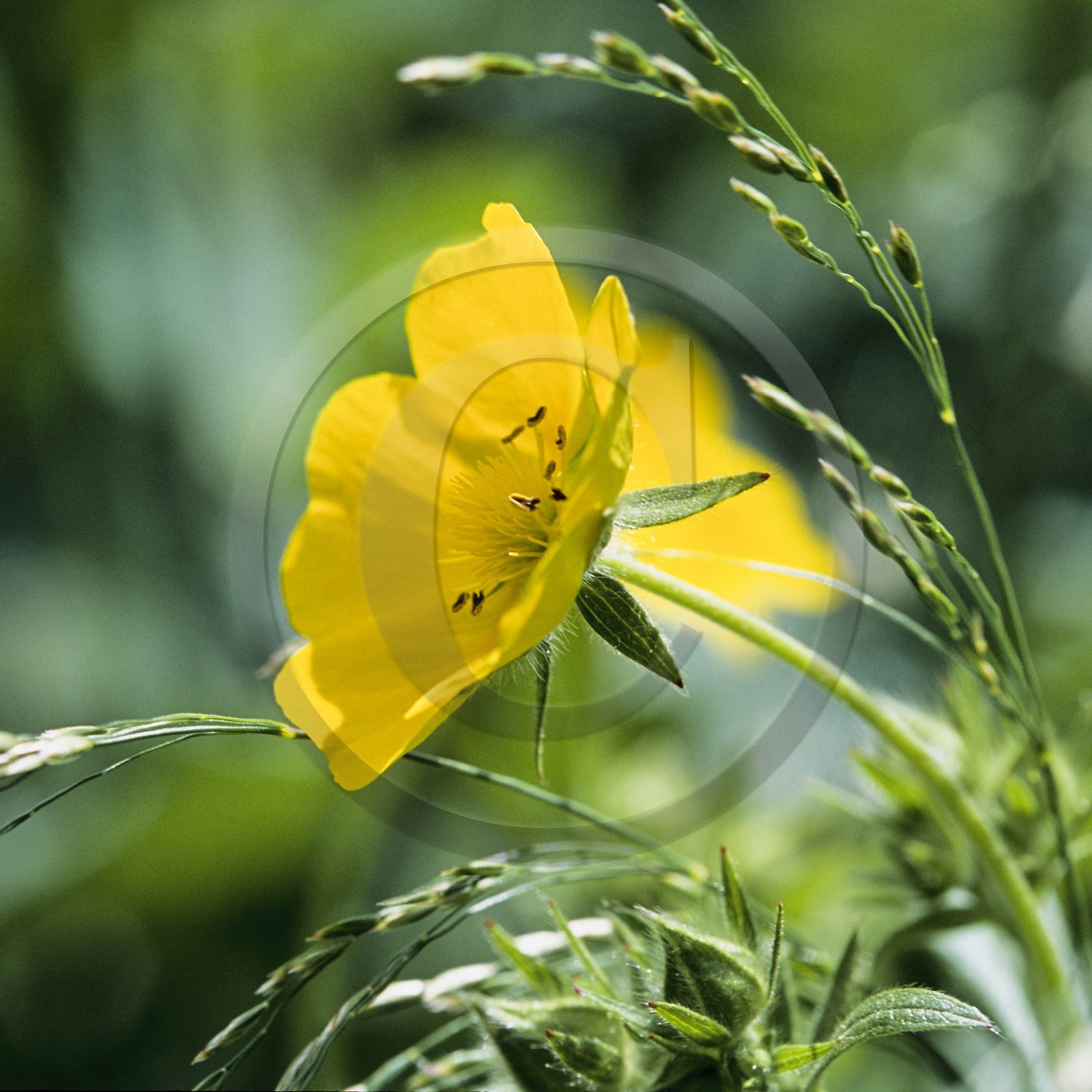 Potentille du Dauphiné, Potentilla delphinensis