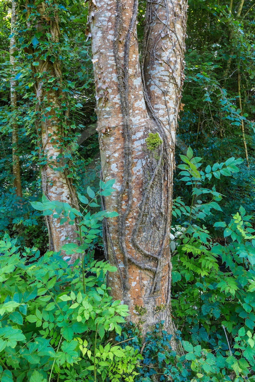 ENS de l'Isère, étang de Cote Manin