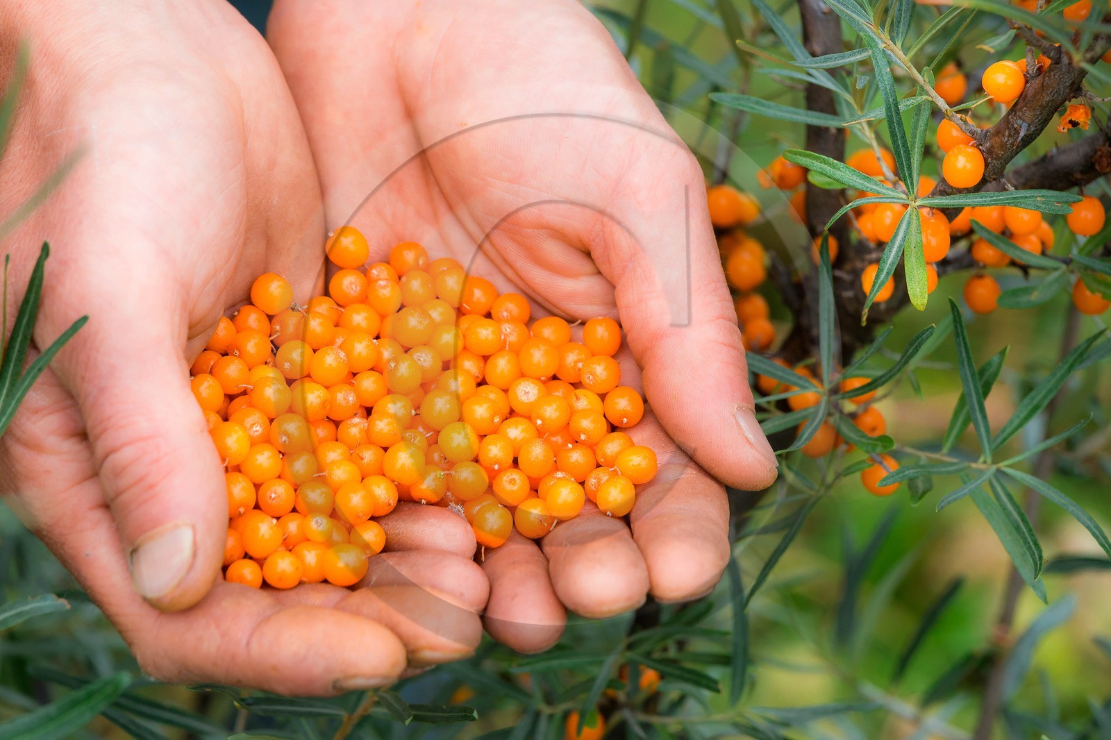 David Viveau agriculteur, producteur de baies d'argousier