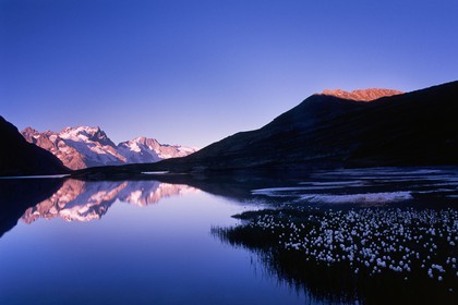 Linaigrettes de Scheuchzer (Eriophorum Scheuchzeri Hoppe) au  Lac du Goléon et la Meije