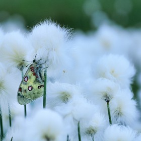 papillon, apollon, parnassius apollo
