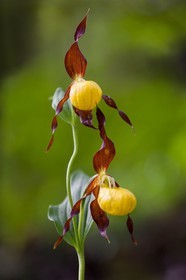 Sabot de Vénus, Cypripedium calceolus