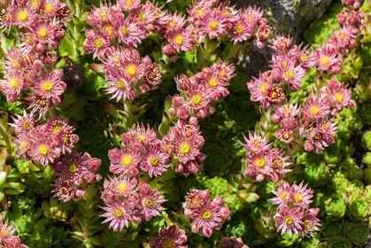Joubarbe de montagne, Sempervivum montanum