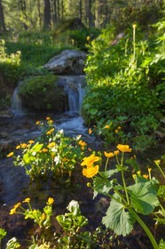 Populage des marais, Caltha palustris