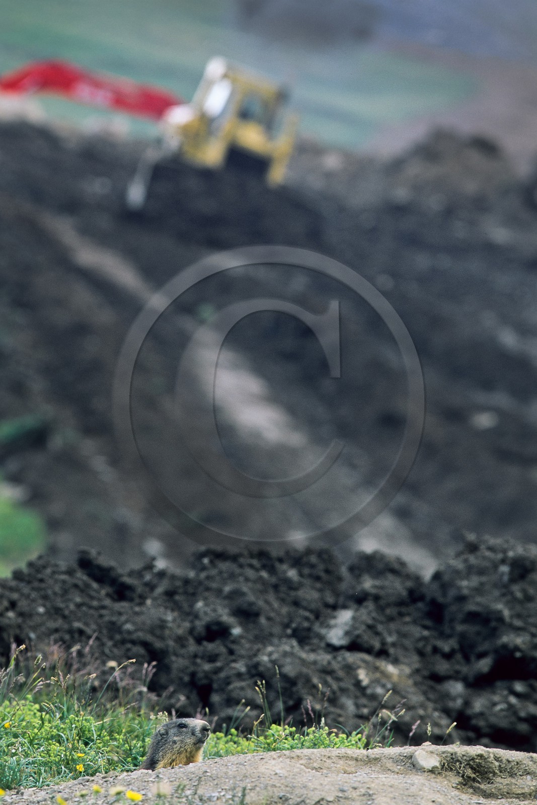 Marmotte des Alpes ( Marmota marmota )