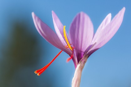 safran, le crocus sativus