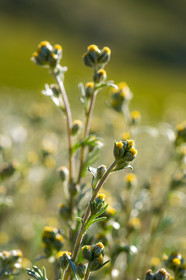Bruno Gonnon, cultivateur de génépi bio