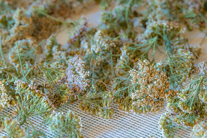 Les cueillettes du Lauzet, Achillea millefolium, Achillée millefeuille