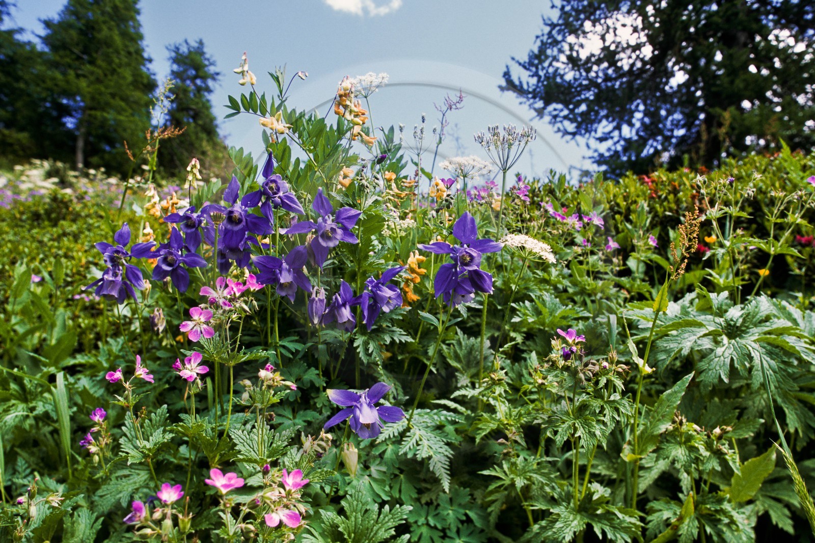 Ancolie des Alpes, Aquilegia alpina