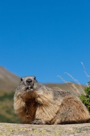 Marmotte des Alpes (Marmota marmota)