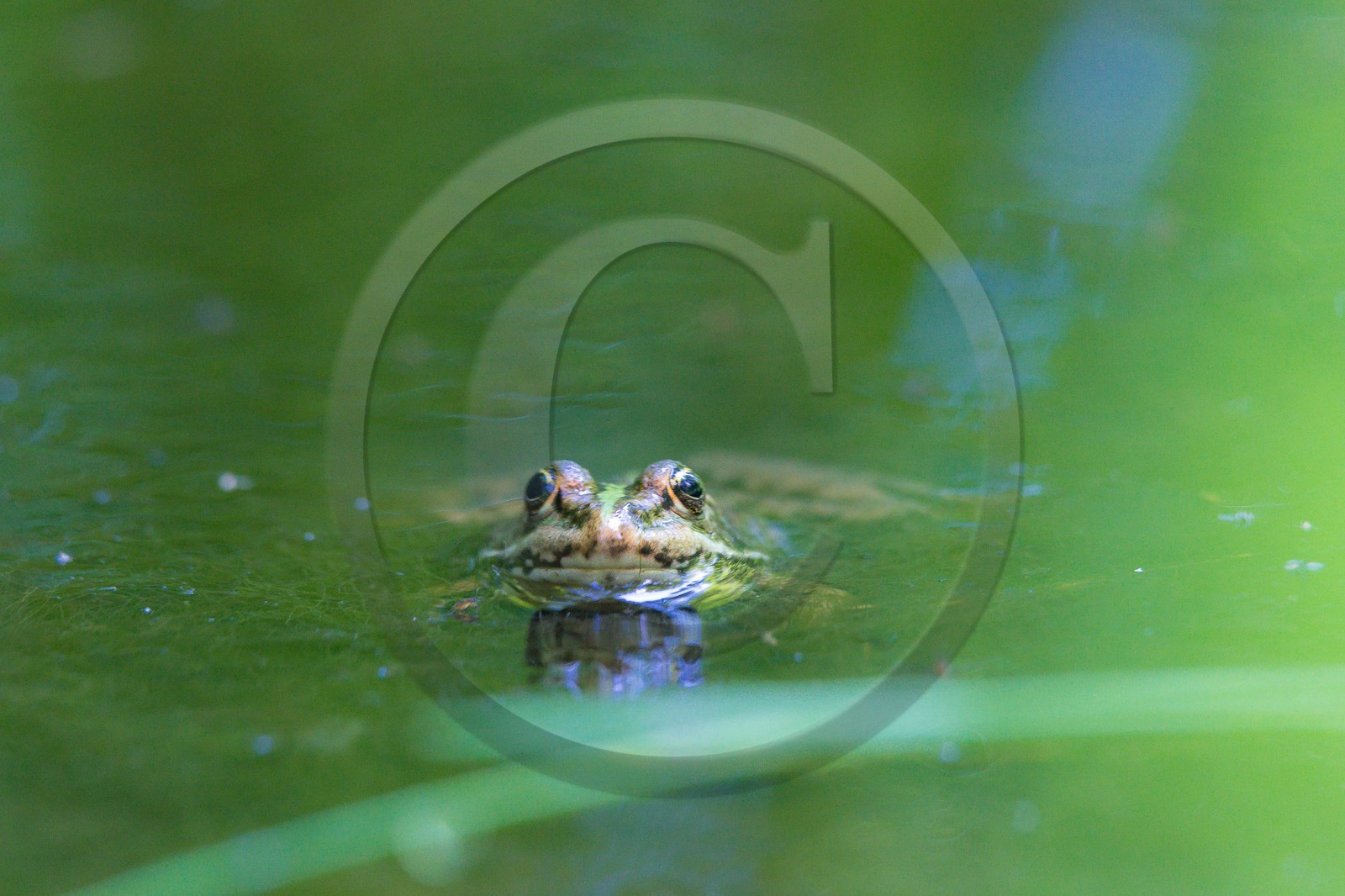 ENS de l'Isère, Vieille morte de Bourg d'Oisans