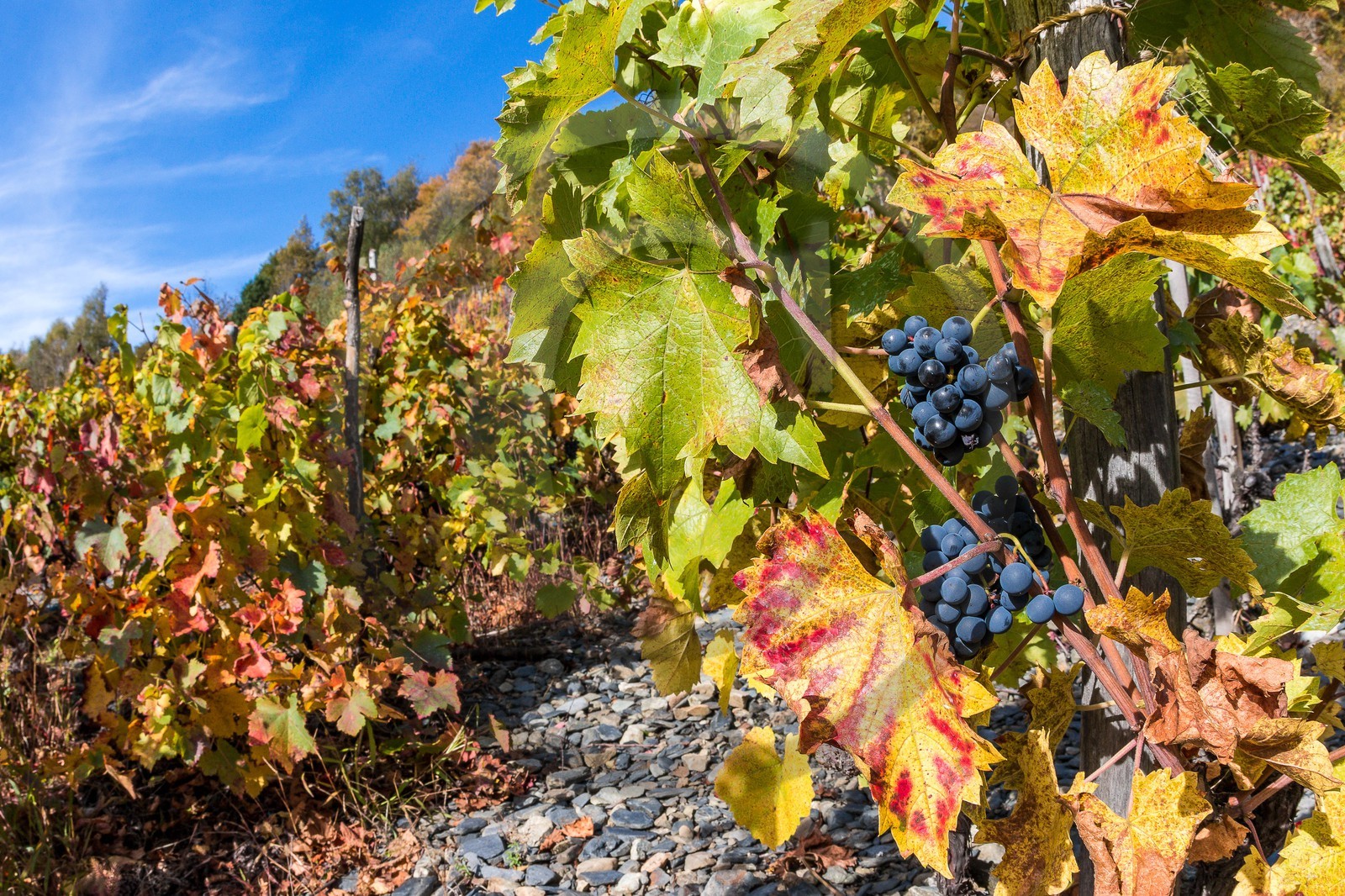 Valbonnais, Les Angelas, les vignes de Blanc-Marquis