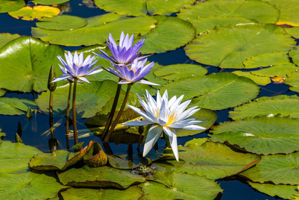 Lac Majeur, Isola Bella, nénuphar, nymphea